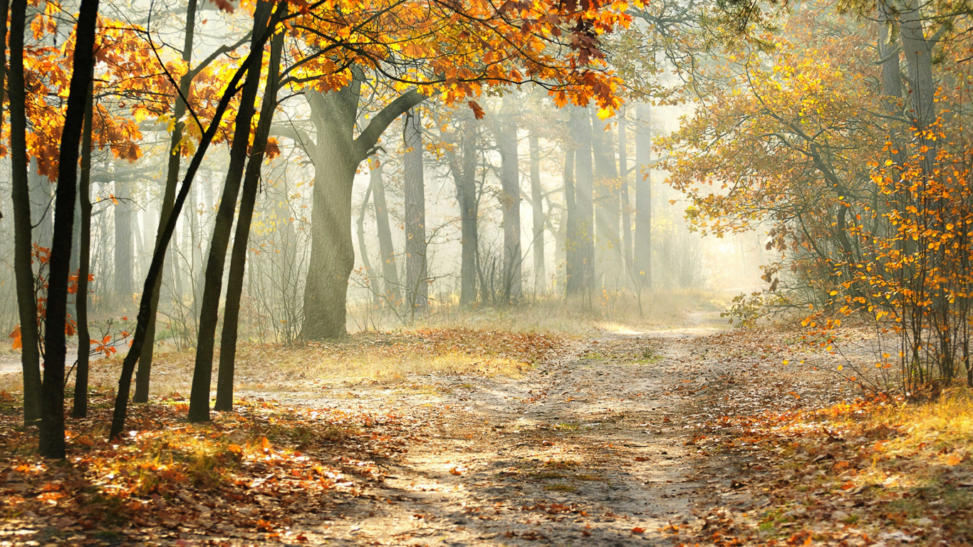 Arbres Bruns Avec Des Rayons de Soleil. Wallpaper in 1366x768 Resolution