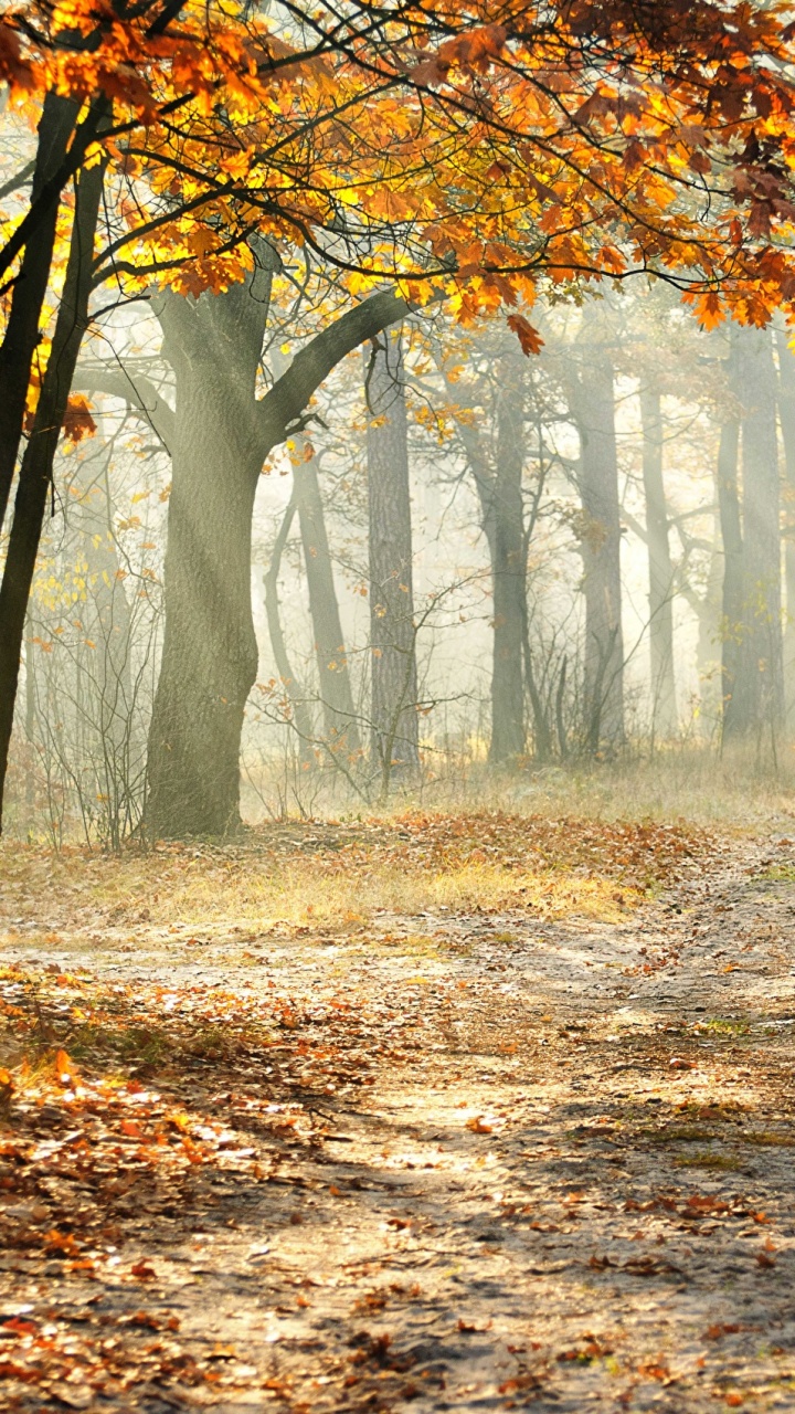 Brown Trees With Sun Rays. Wallpaper in 720x1280 Resolution