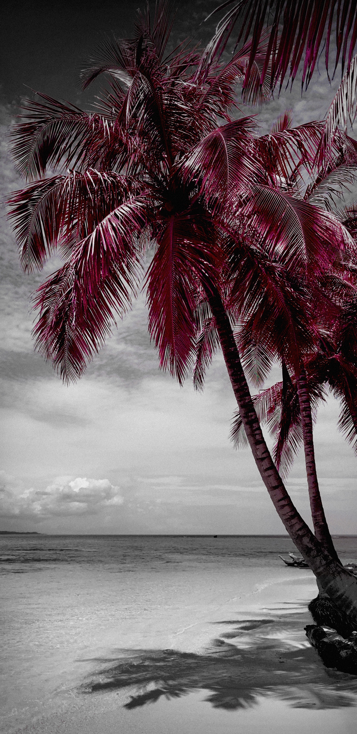 Beach, Water, Plant, White, Nature. Wallpaper in 1440x2960 Resolution