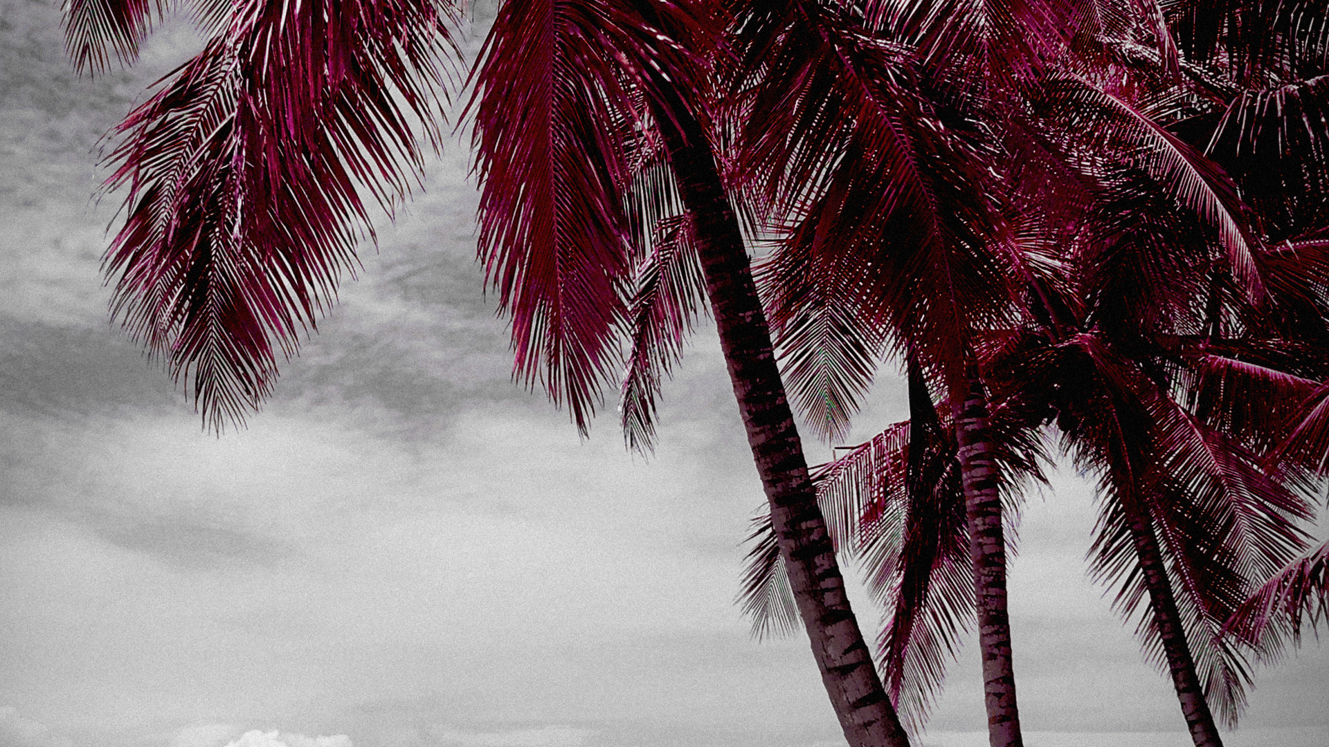 Beach, Water, Plant, White, Nature. Wallpaper in 1920x1080 Resolution