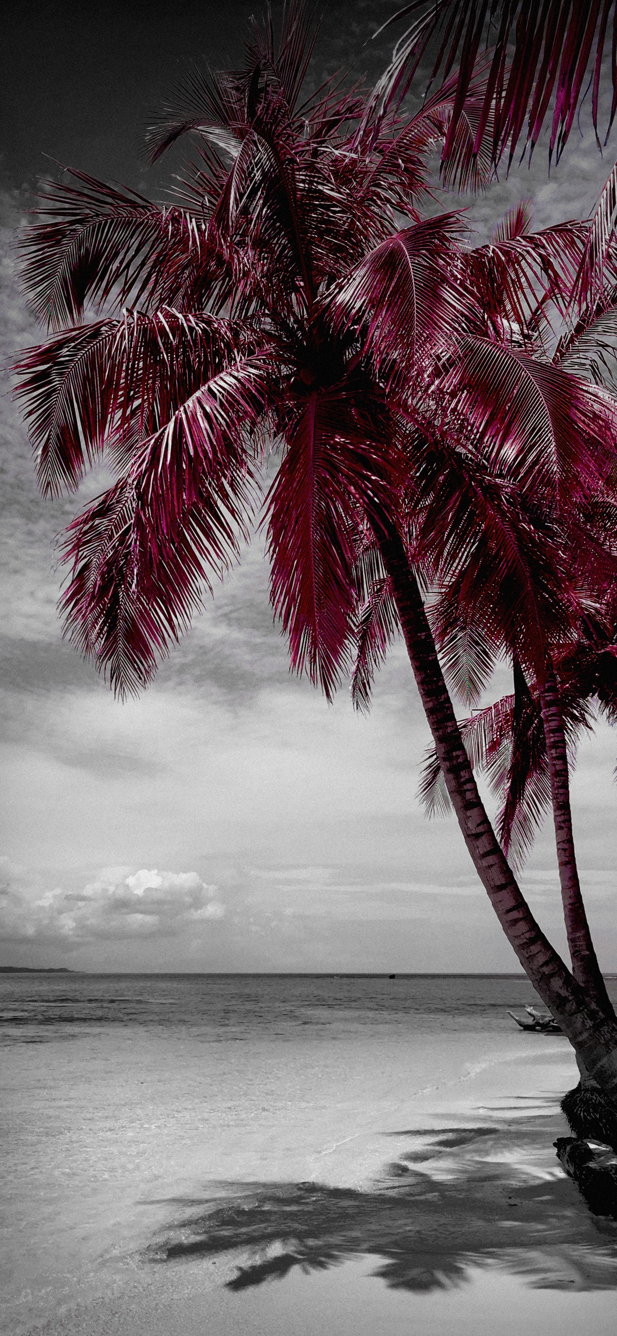 Plage, Eau, White, Nature, Feuille. Wallpaper in 1242x2688 Resolution