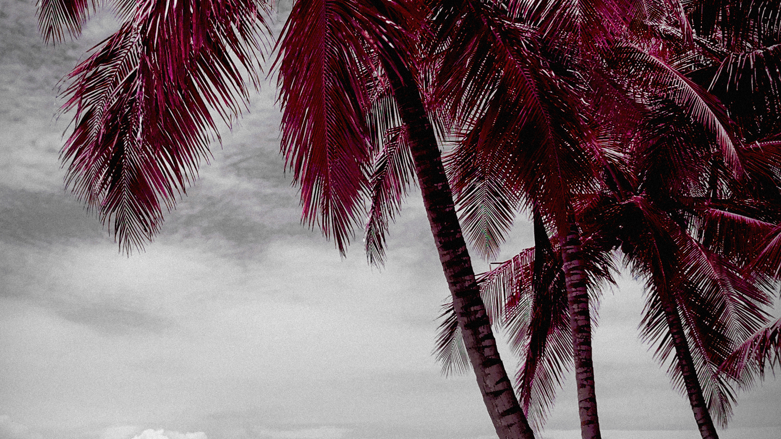 Plage, Eau, White, Nature, Feuille. Wallpaper in 2560x1440 Resolution