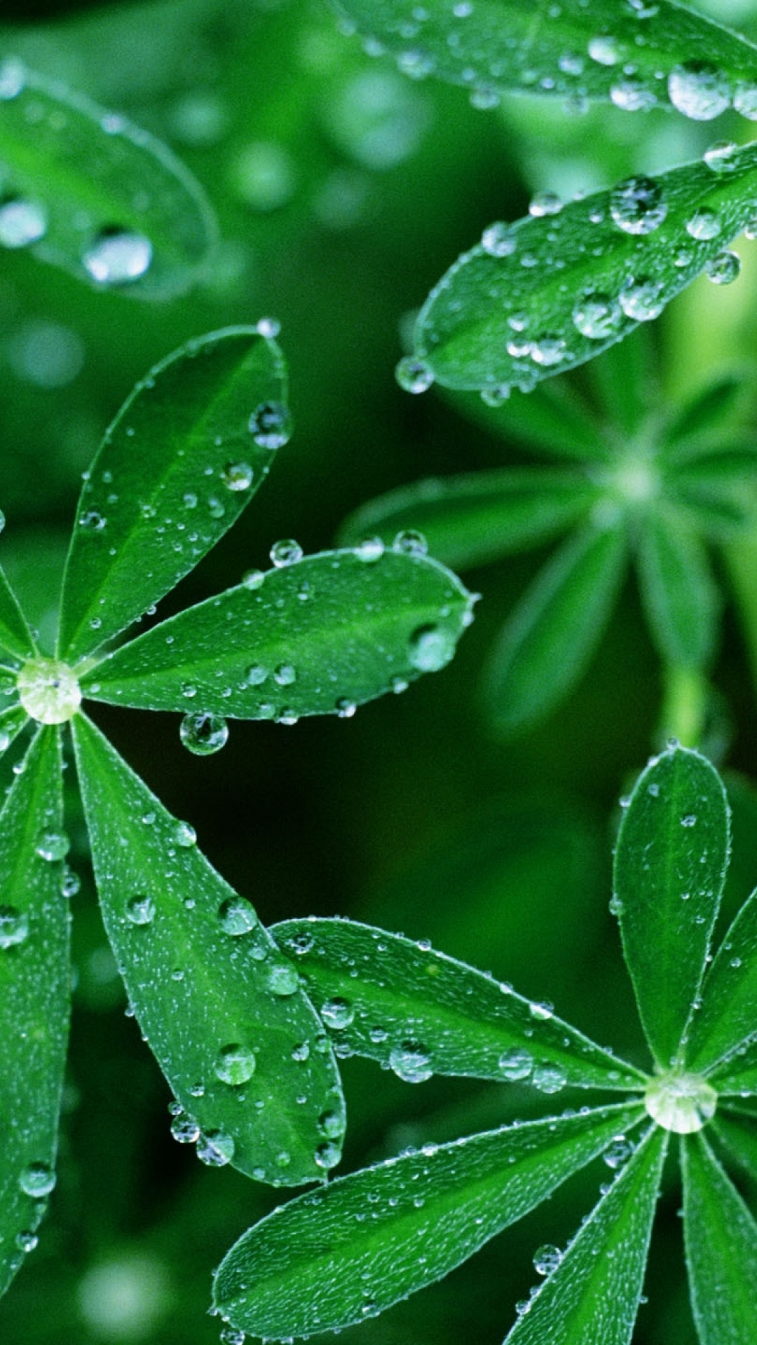 Leaf, Water, Drop, Moisture, Dew. Wallpaper in 1080x1920 Resolution