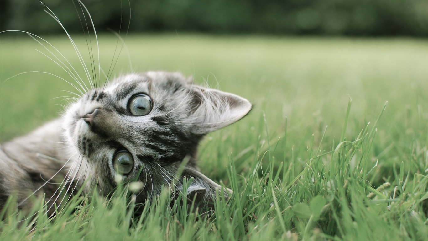Wallpaper Brown Tabby Cat Lying on Green Grass During Daytime, Laptop ...