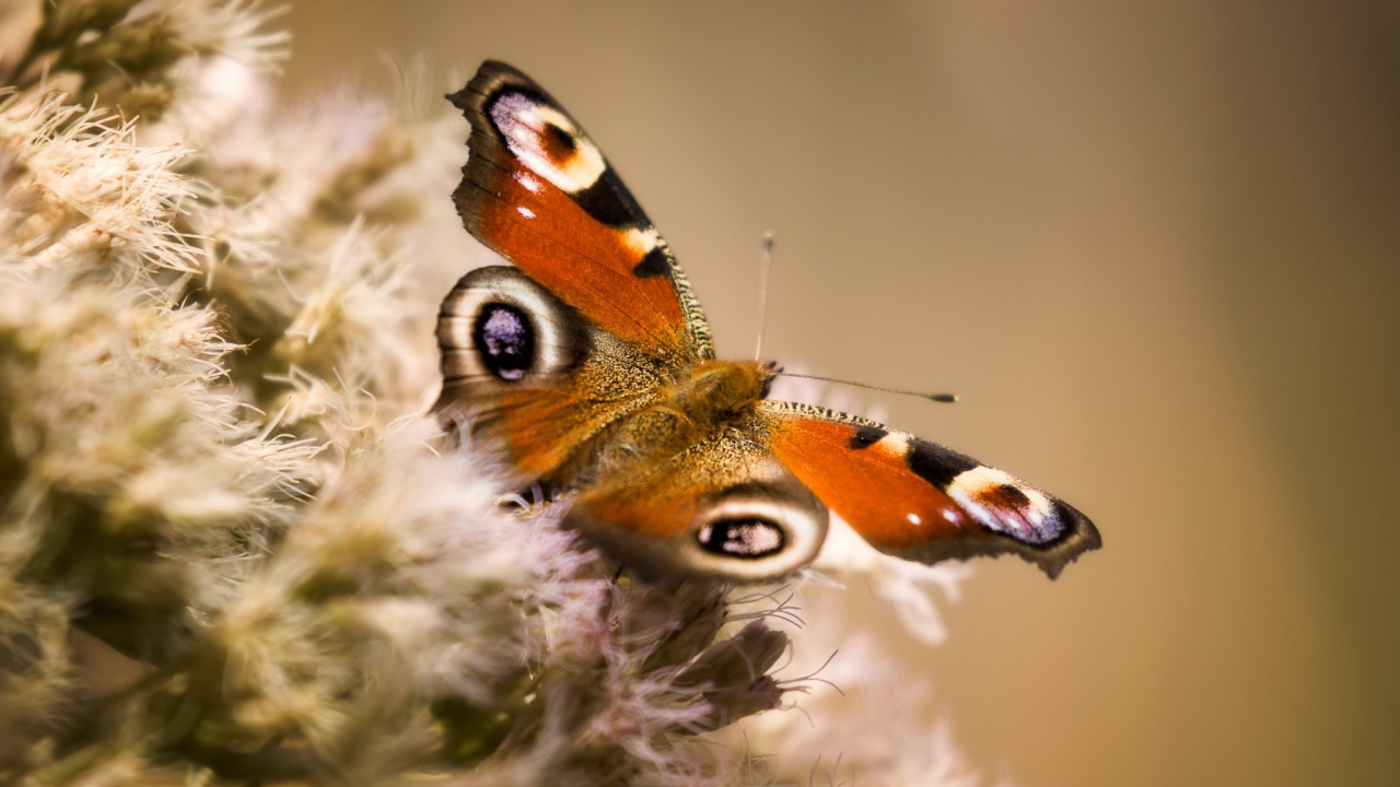 Peacock Butterfly Perched on White Flower in Close up Photography During Daytime. Wallpaper in 1280x720 Resolution