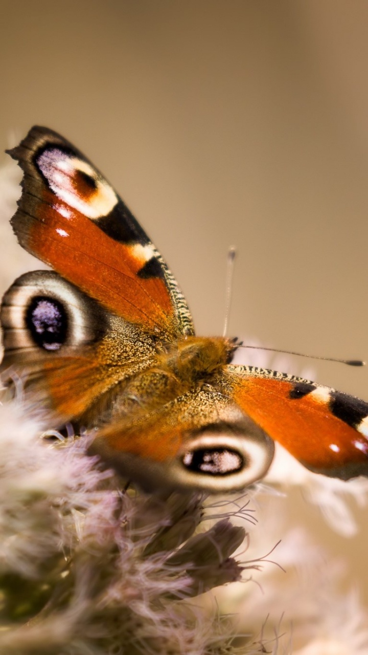Peacock Butterfly Perched on White Flower in Close up Photography During Daytime. Wallpaper in 720x1280 Resolution