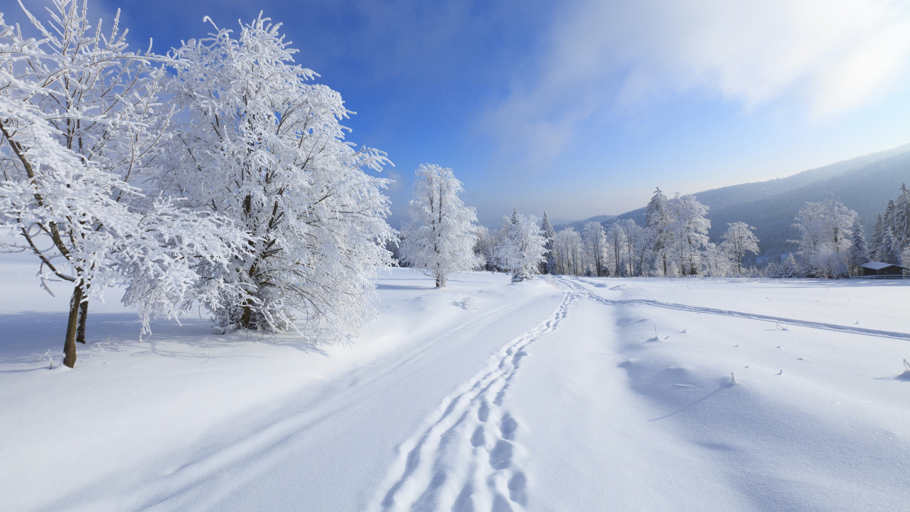 Snow Covered Trees Under Blue Sky During Daytime. Wallpaper in 1280x720 Resolution