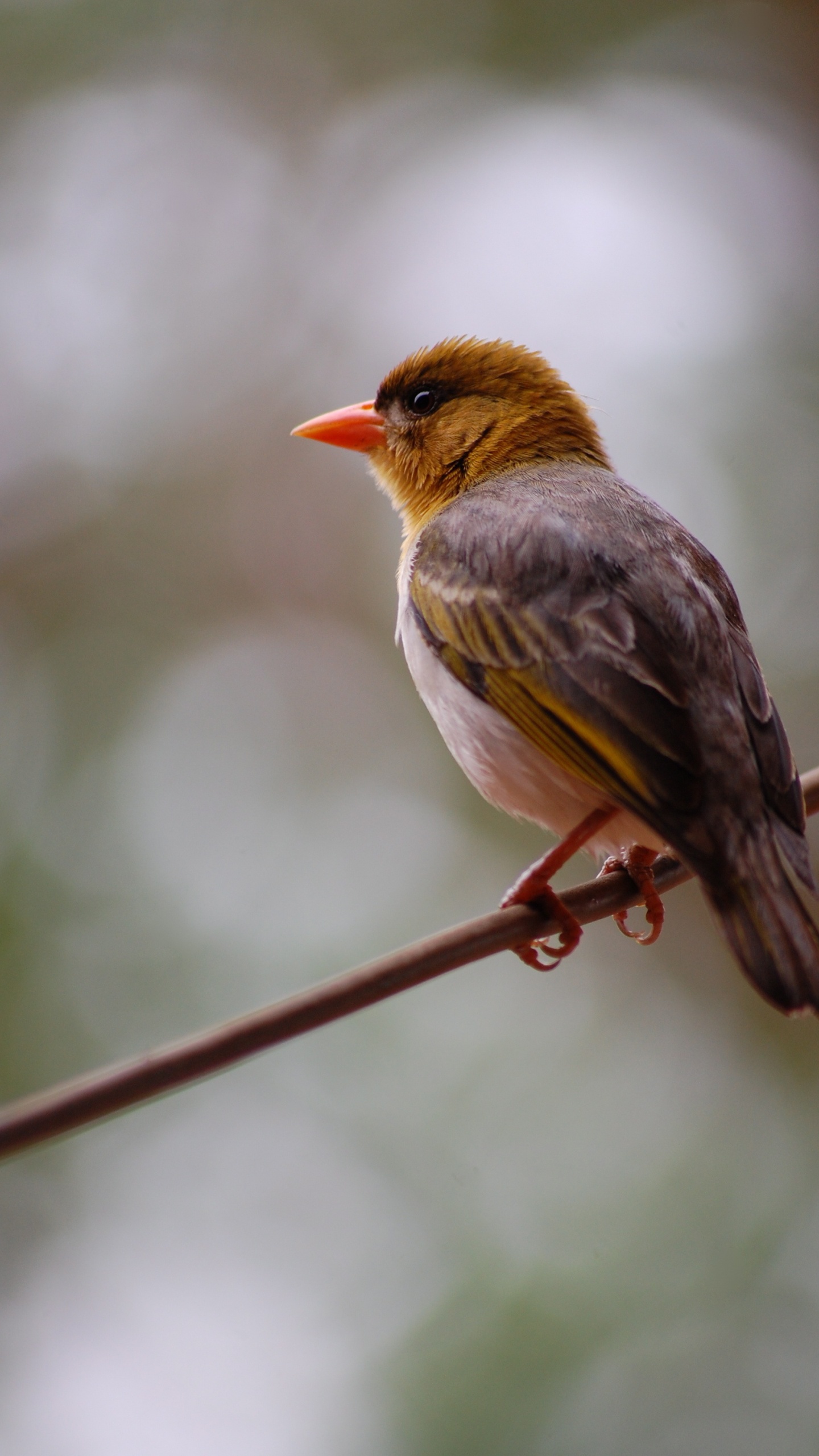 Esperanza en Citas de Dolor, Naturalezas Paternas, Esperanza, Comillas, Ave. Wallpaper in 1440x2560 Resolution
