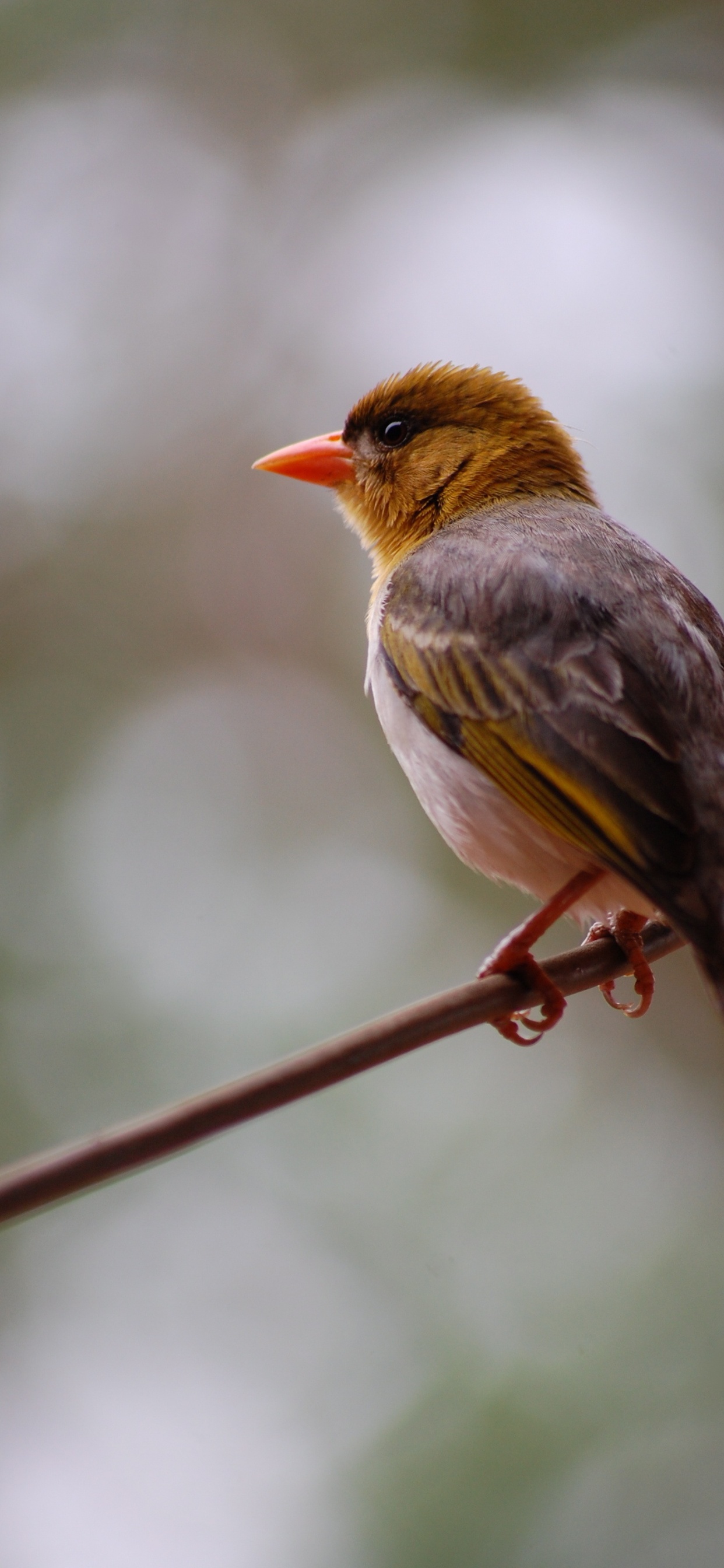 Hoffe Auf Trauerzitate, Vater Naturen, Hoffnung, Anführungszeichen, Trauer. Wallpaper in 1242x2688 Resolution