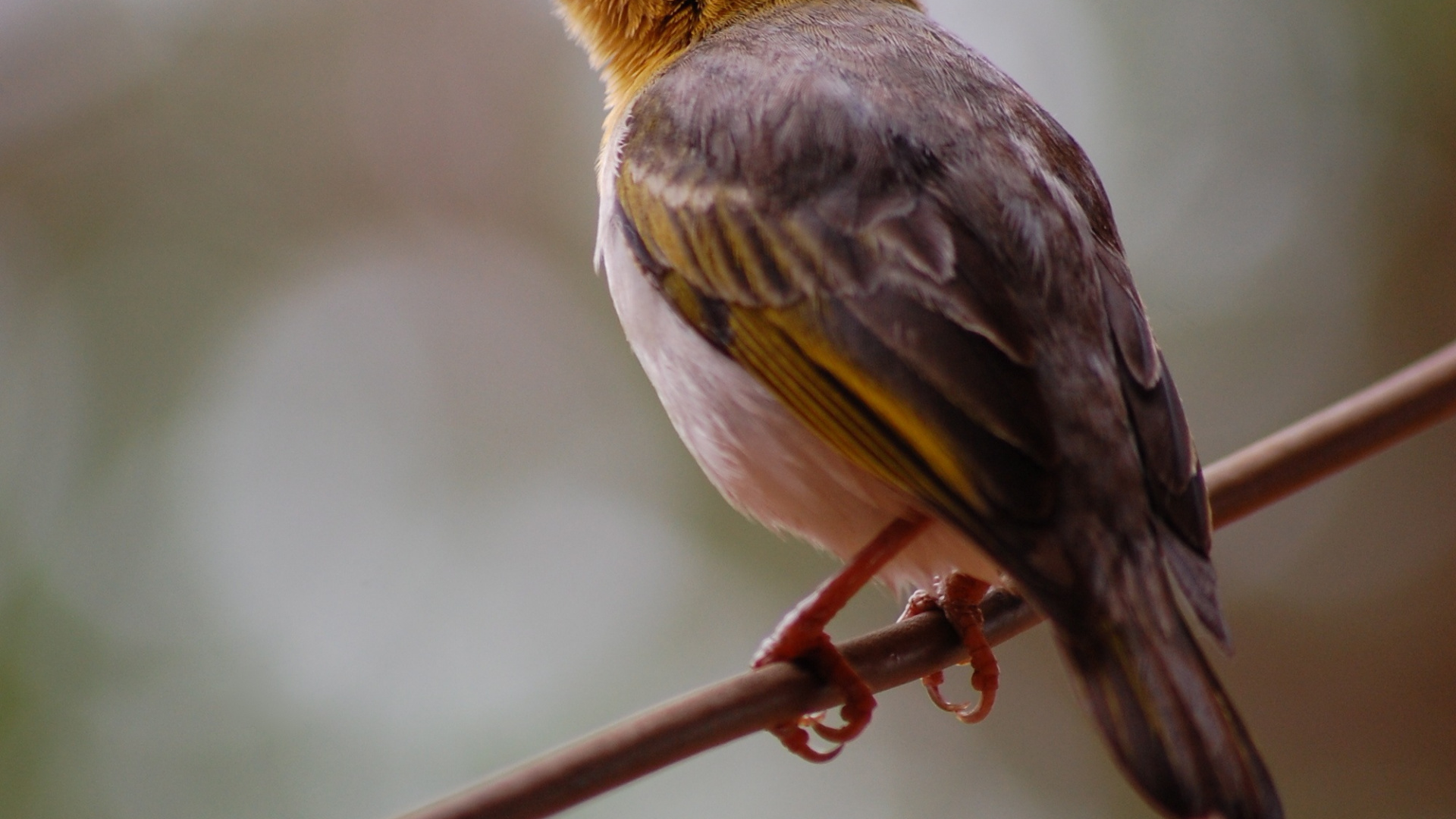 Hope in Grief Quotes, Father Natures, Hope, Quotation, Grief. Wallpaper in 1920x1080 Resolution