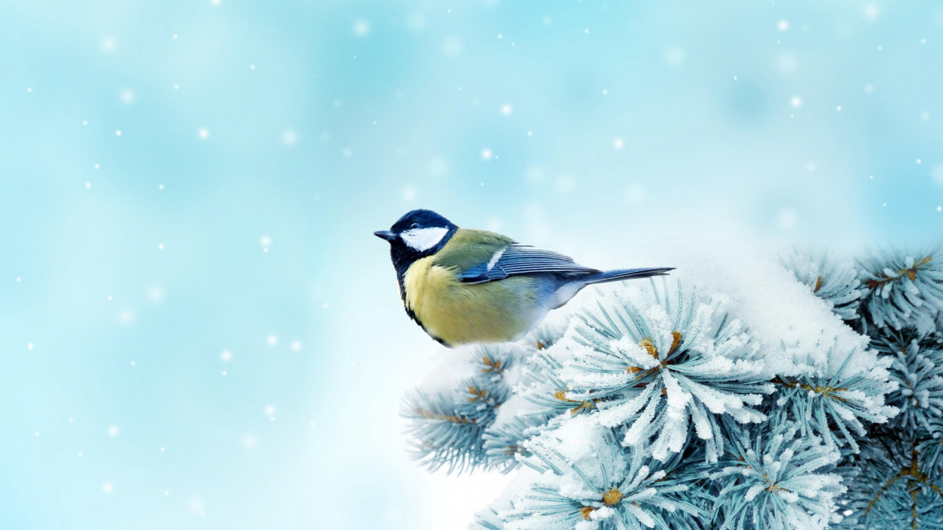 White Black and Yellow Bird on Tree Branch. Wallpaper in 1366x768 Resolution