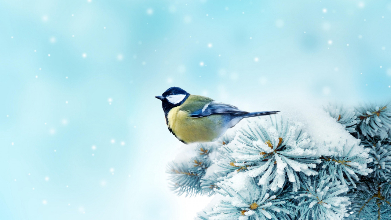 Oiseau Noir et Jaune Blanc Sur Une Branche D'arbre. Wallpaper in 1280x720 Resolution