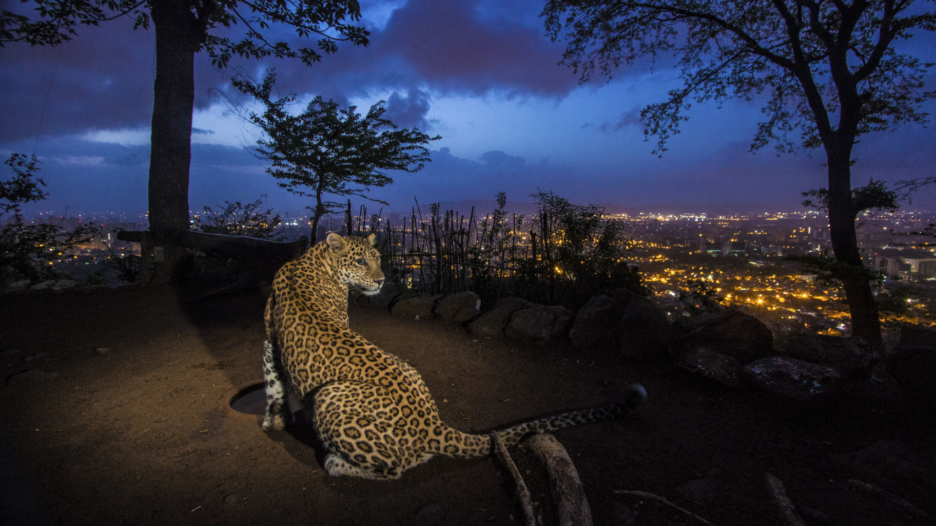 Guépard Marchant Sur la Terre Brune Pendant la Nuit. Wallpaper in 1920x1080 Resolution