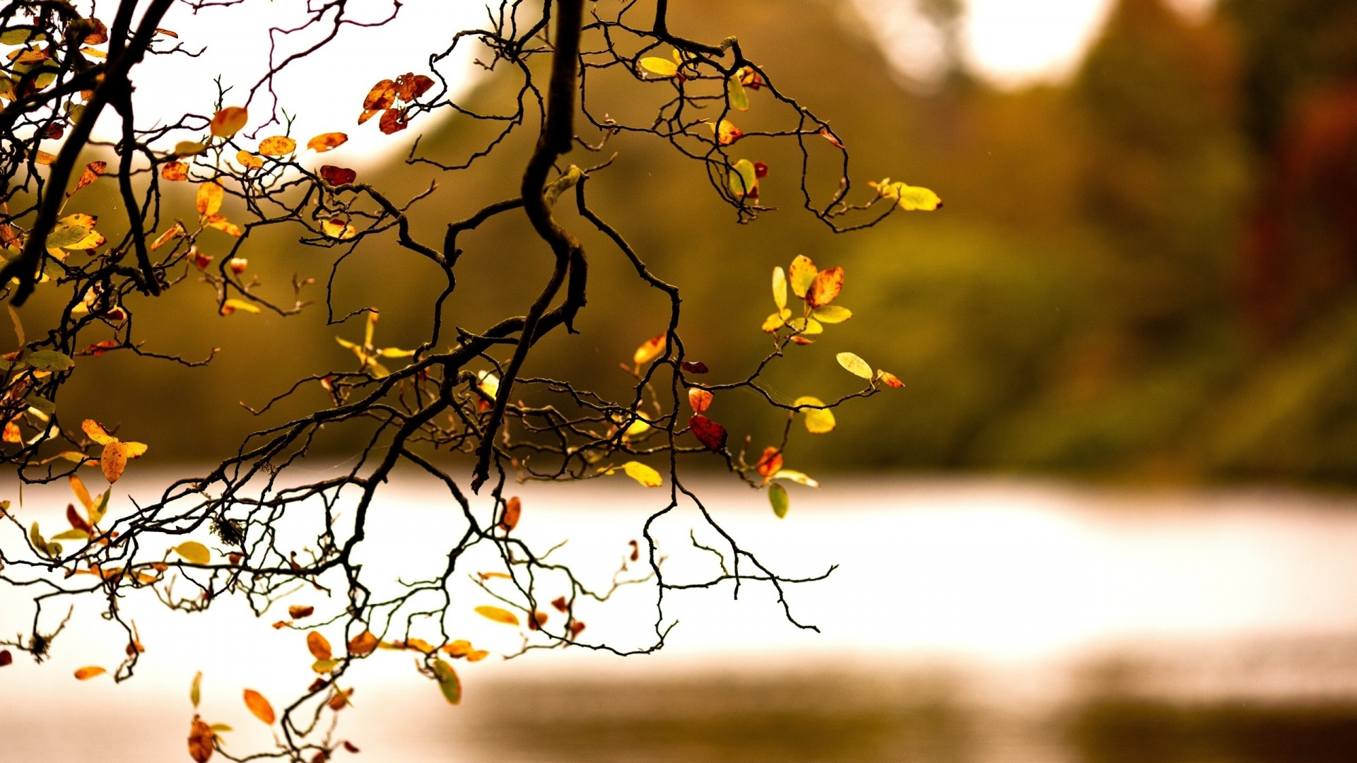 Brauner Ast Tagsüber Tree. Wallpaper in 1920x1080 Resolution