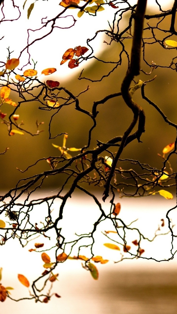 Brauner Ast Tagsüber Tree. Wallpaper in 720x1280 Resolution