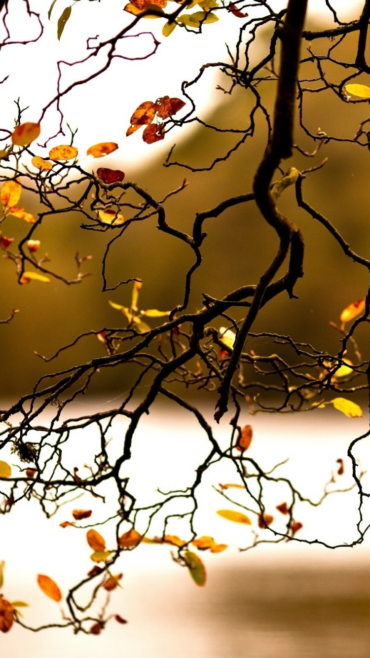 Brown Tree Branch During Daytime. Wallpaper in 750x1334 Resolution