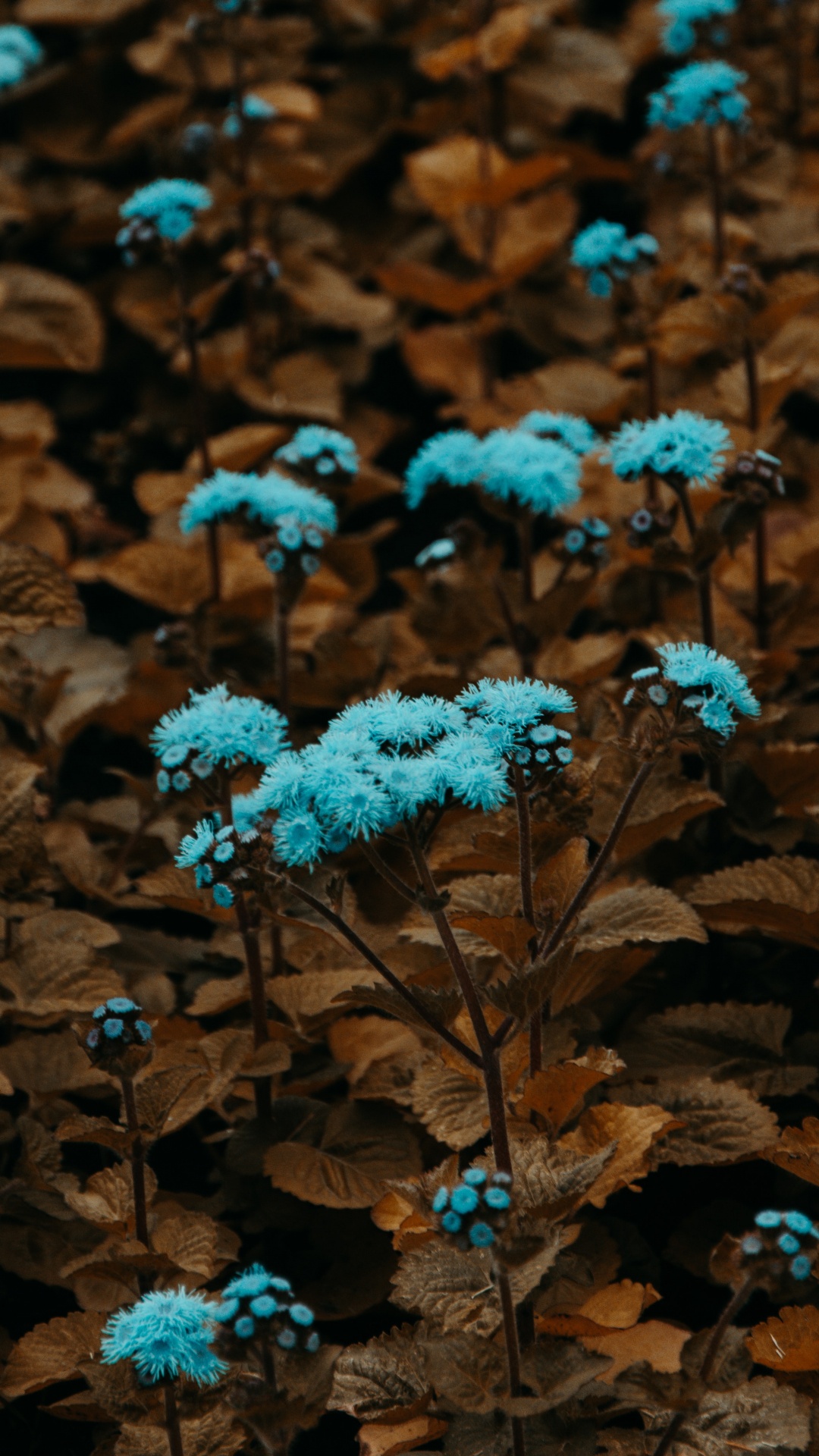 Blue Flowers on Brown Leaves. Wallpaper in 1080x1920 Resolution