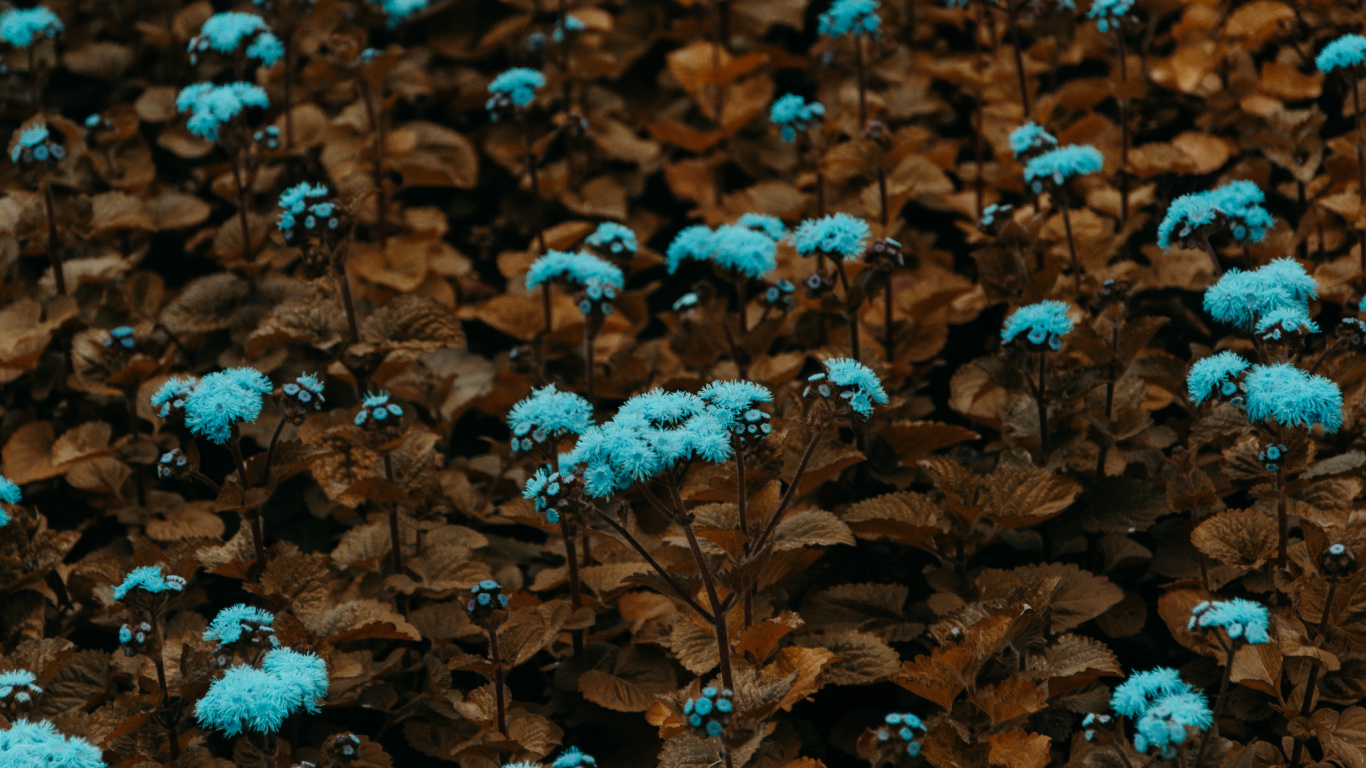 Blue Flowers on Brown Leaves. Wallpaper in 1366x768 Resolution