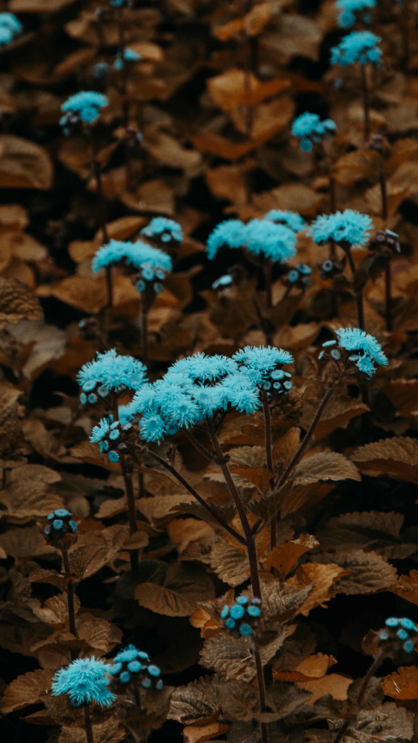 Blue Flowers on Brown Leaves. Wallpaper in 1440x2560 Resolution
