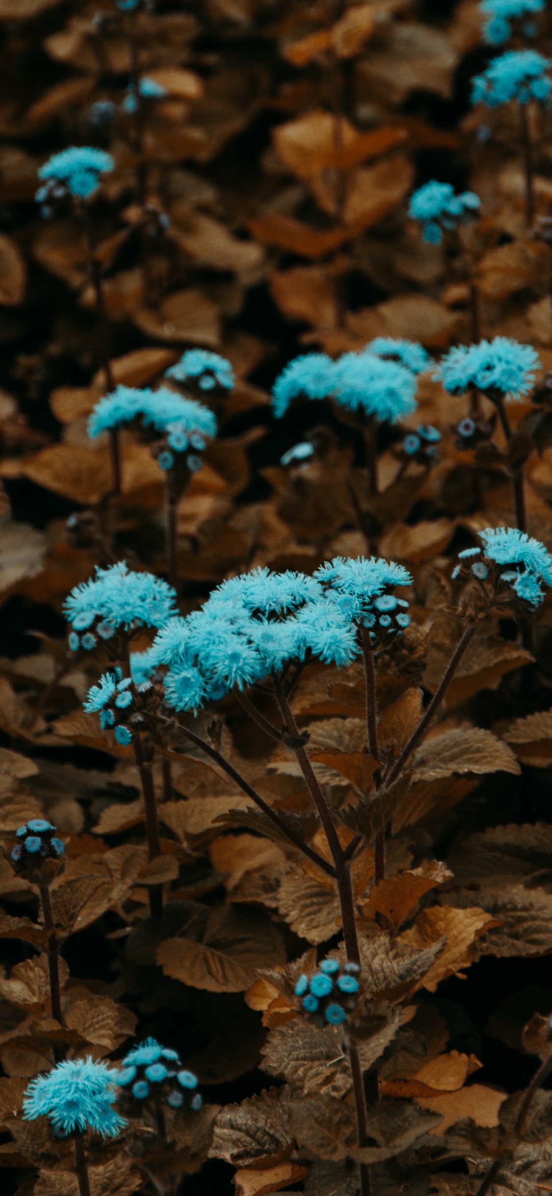 Blaue Blüten Auf Braunen Blättern. Wallpaper in 1125x2436 Resolution