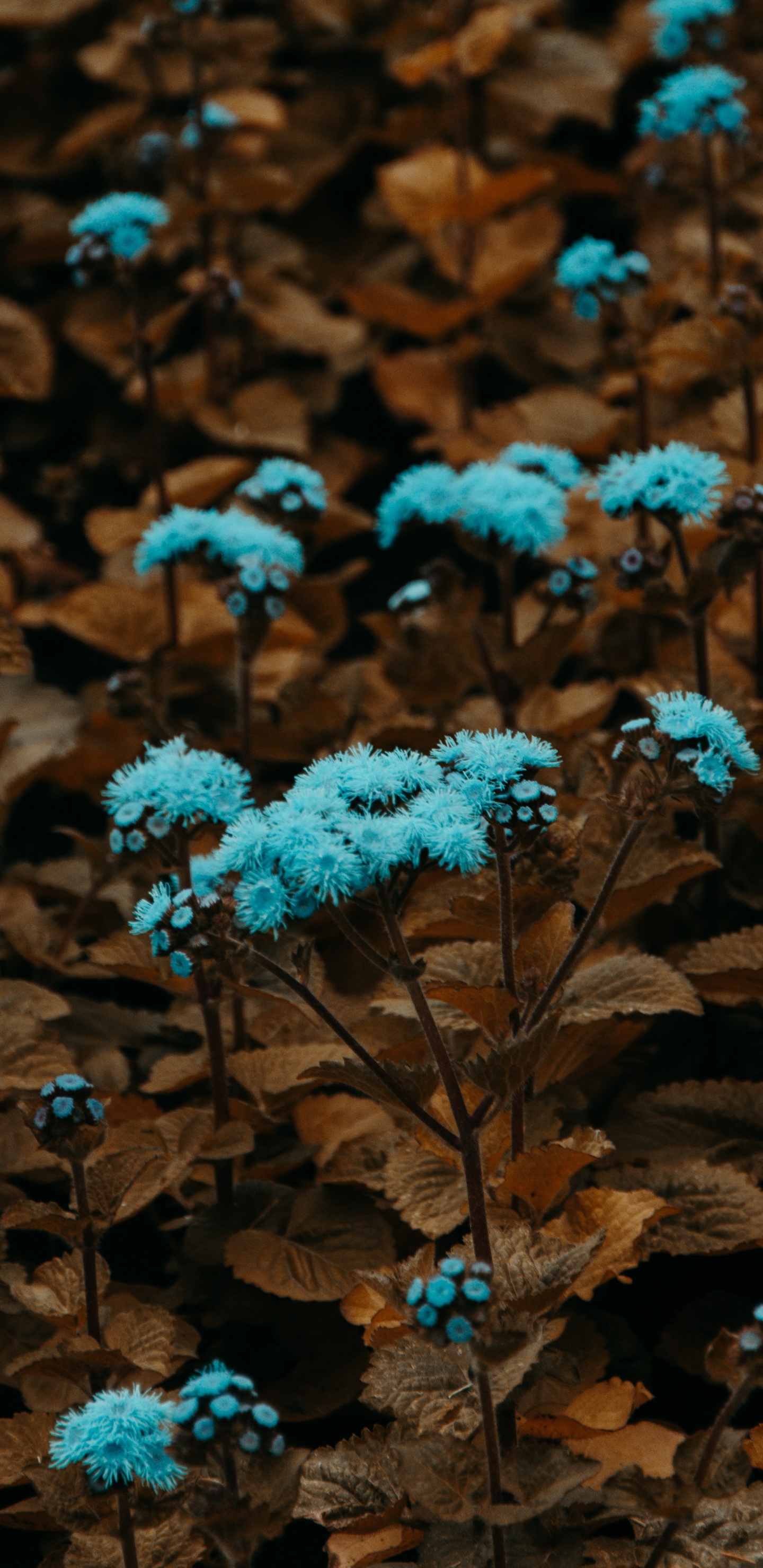 Blaue Blüten Auf Braunen Blättern. Wallpaper in 1440x2960 Resolution