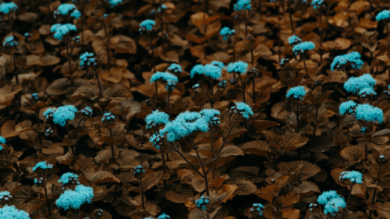 Fleurs Bleues Sur Feuilles Brunes. Wallpaper in 1280x720 Resolution