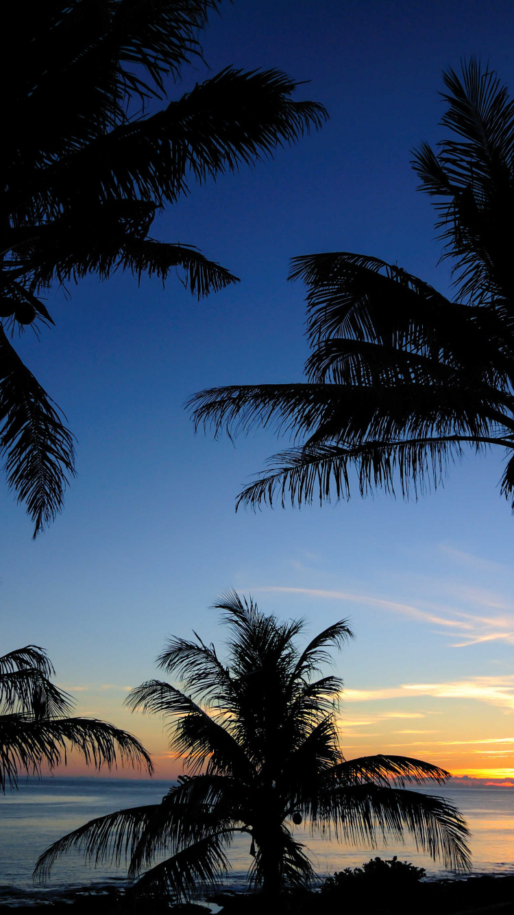 Palm Trees Near Body of Water During Sunset. Wallpaper in 750x1334 Resolution