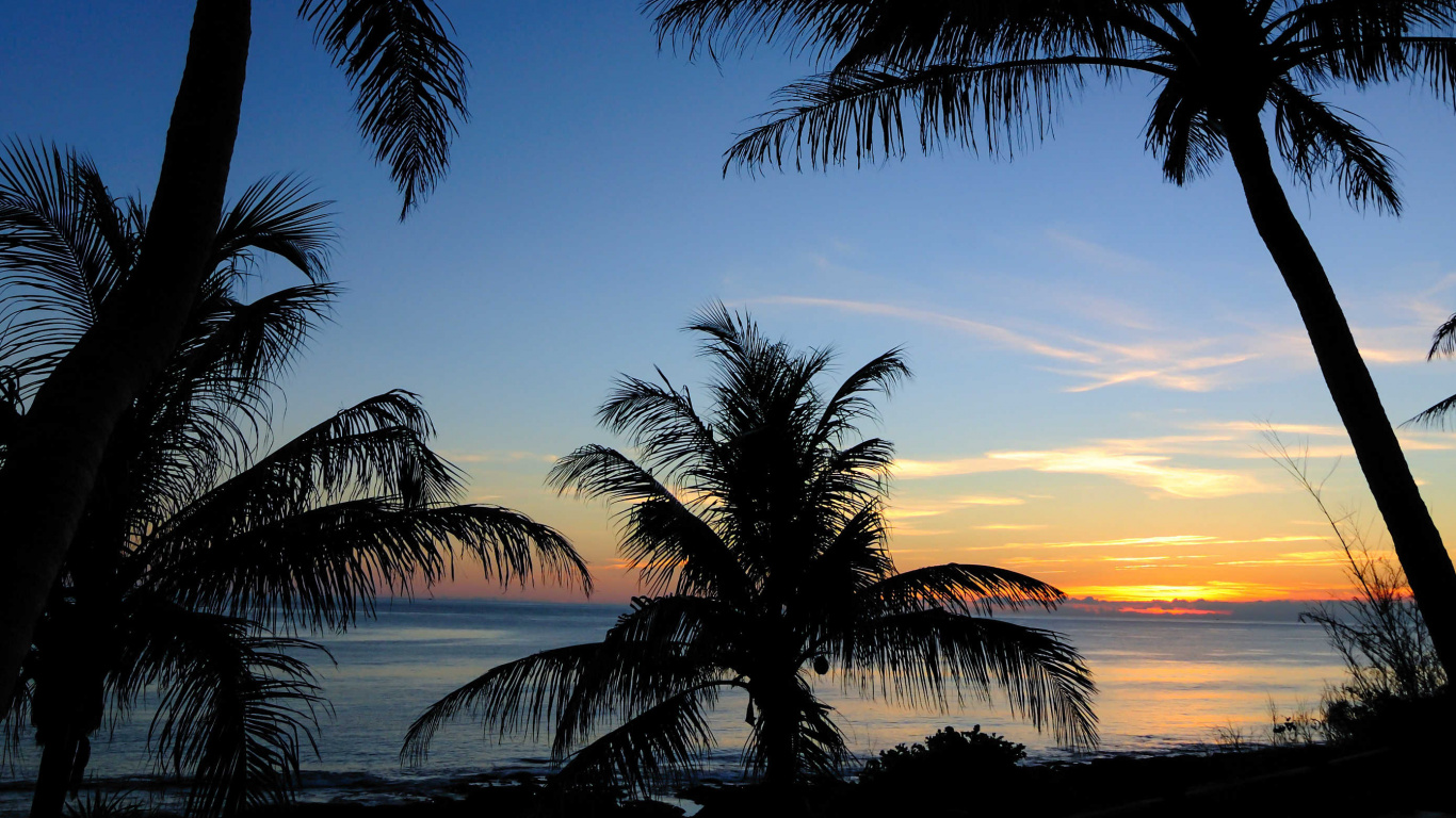 Palmeras Cerca Del Cuerpo de Agua Durante la Puesta de Sol. Wallpaper in 1366x768 Resolution