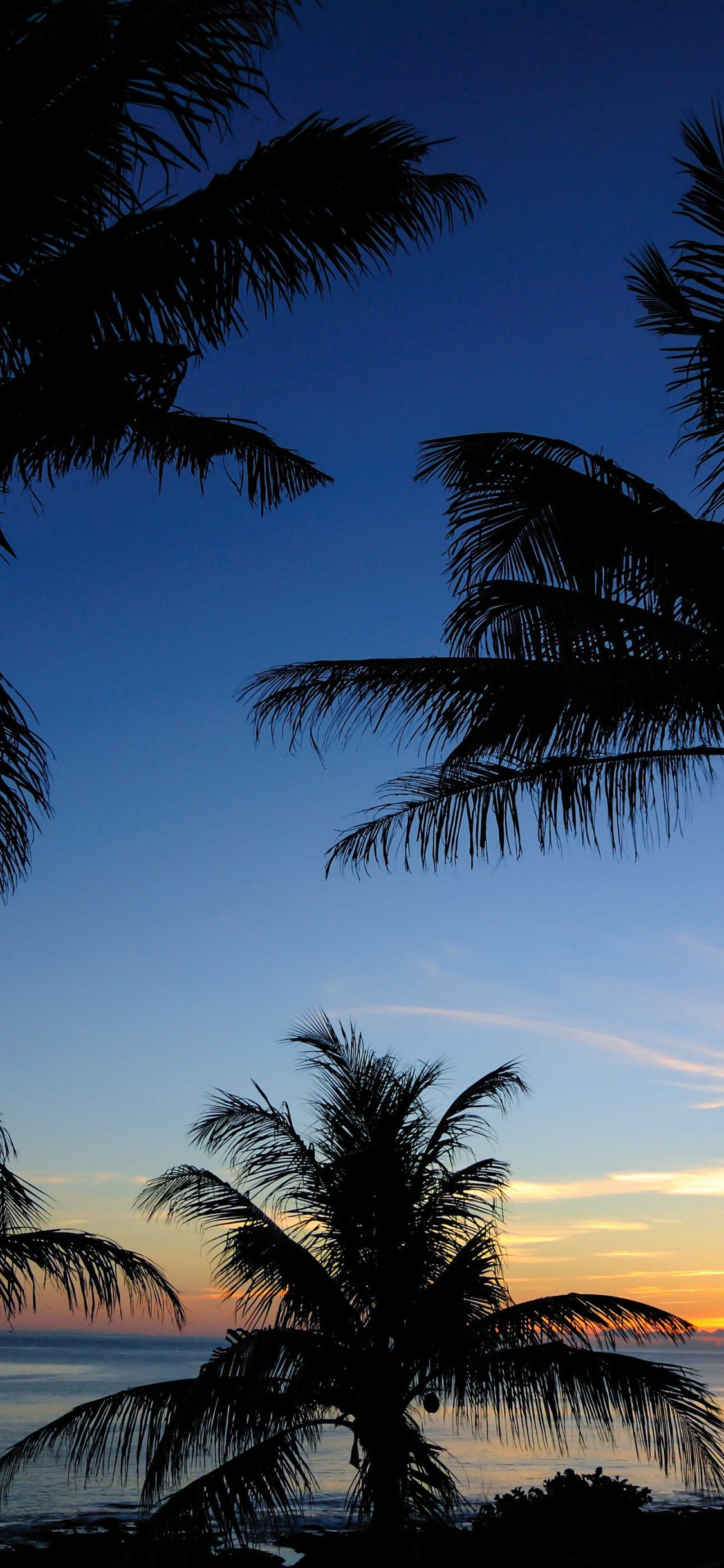 Palmiers Près D'un Plan D'eau au Coucher du Soleil. Wallpaper in 1125x2436 Resolution