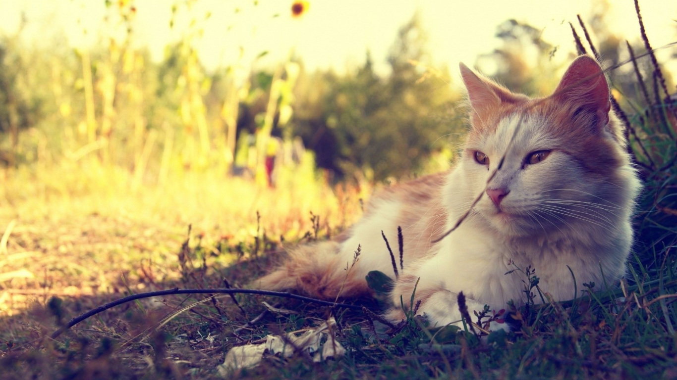 小猫, 早上, 阳光, 哺乳动物, 野生动物 壁纸 1366x768 允许