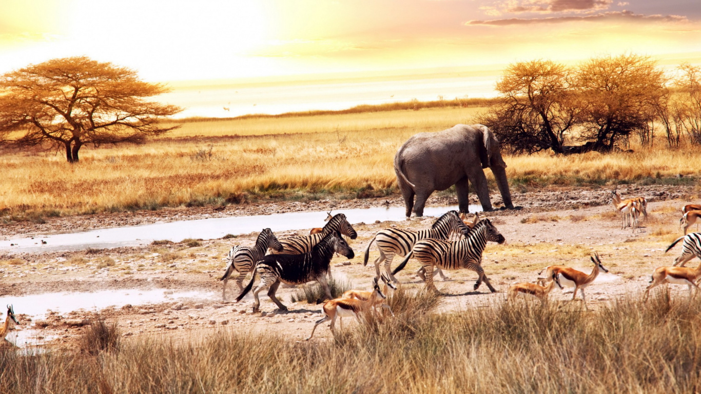 Zebra and Zebra on Brown Field During Daytime. Wallpaper in 1366x768 Resolution