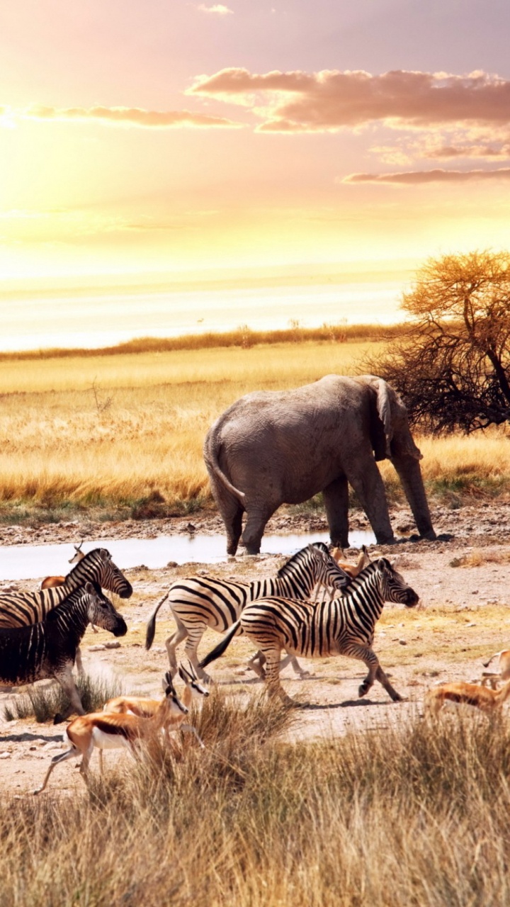 Zebra and Zebra on Brown Field During Daytime. Wallpaper in 720x1280 Resolution