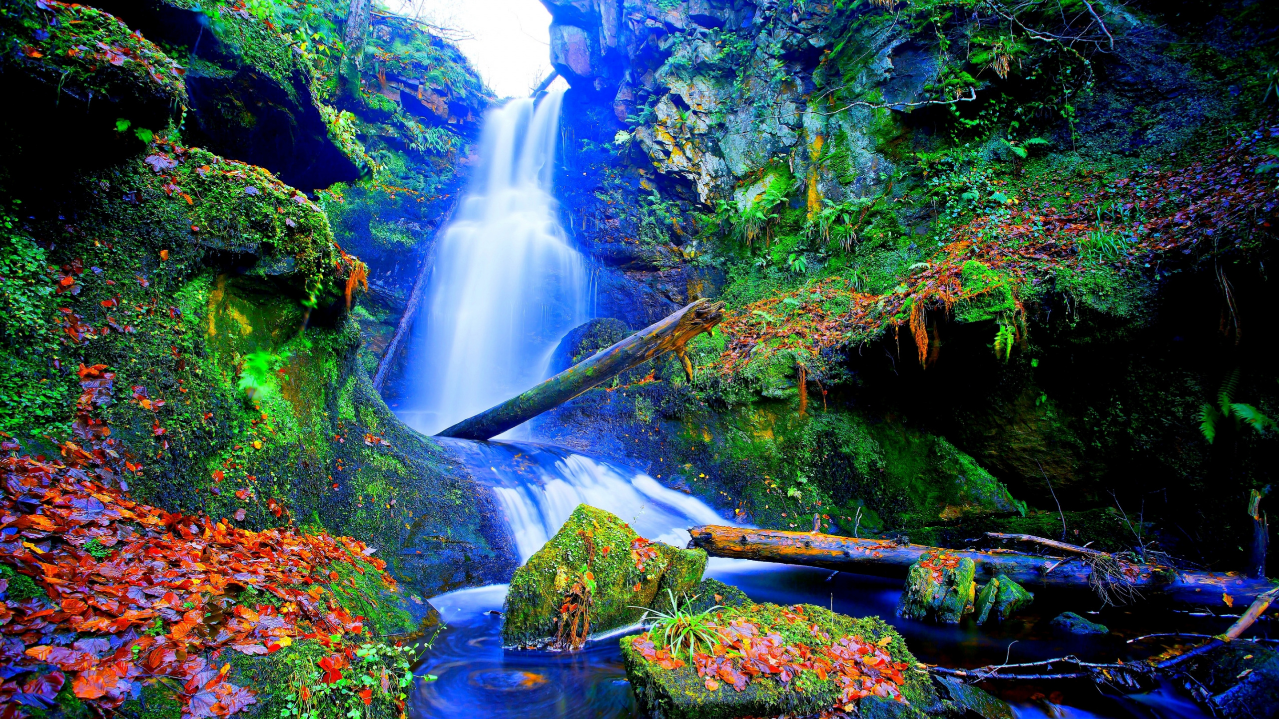 Green Moss on Brown Wooden Log in Front of Waterfalls. Wallpaper in 2560x1440 Resolution