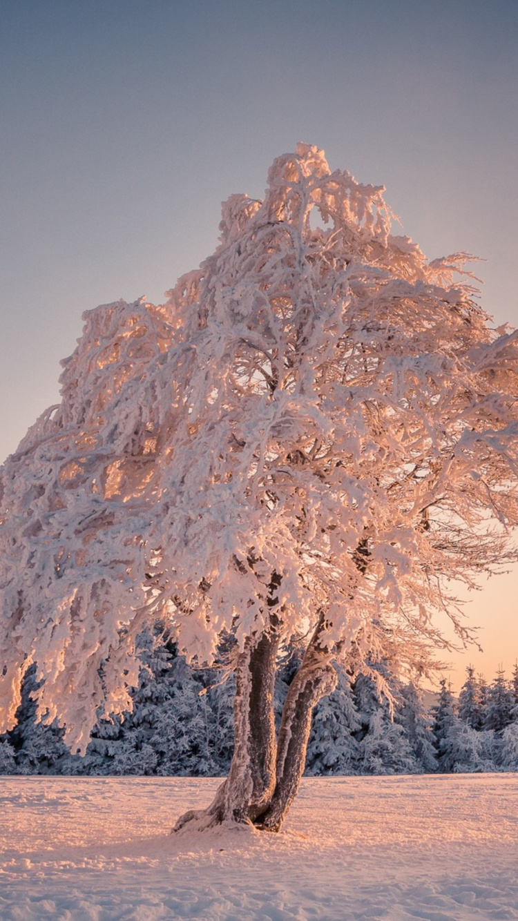 Brauner Baum Auf Weißem Sand Tagsüber White. Wallpaper in 750x1334 Resolution