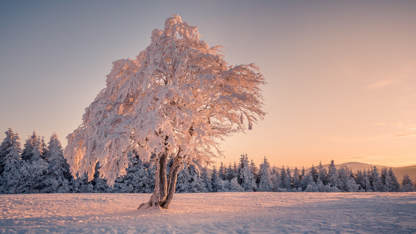 Brown Tree on White Sand During Daytime. Wallpaper in 1366x768 Resolution