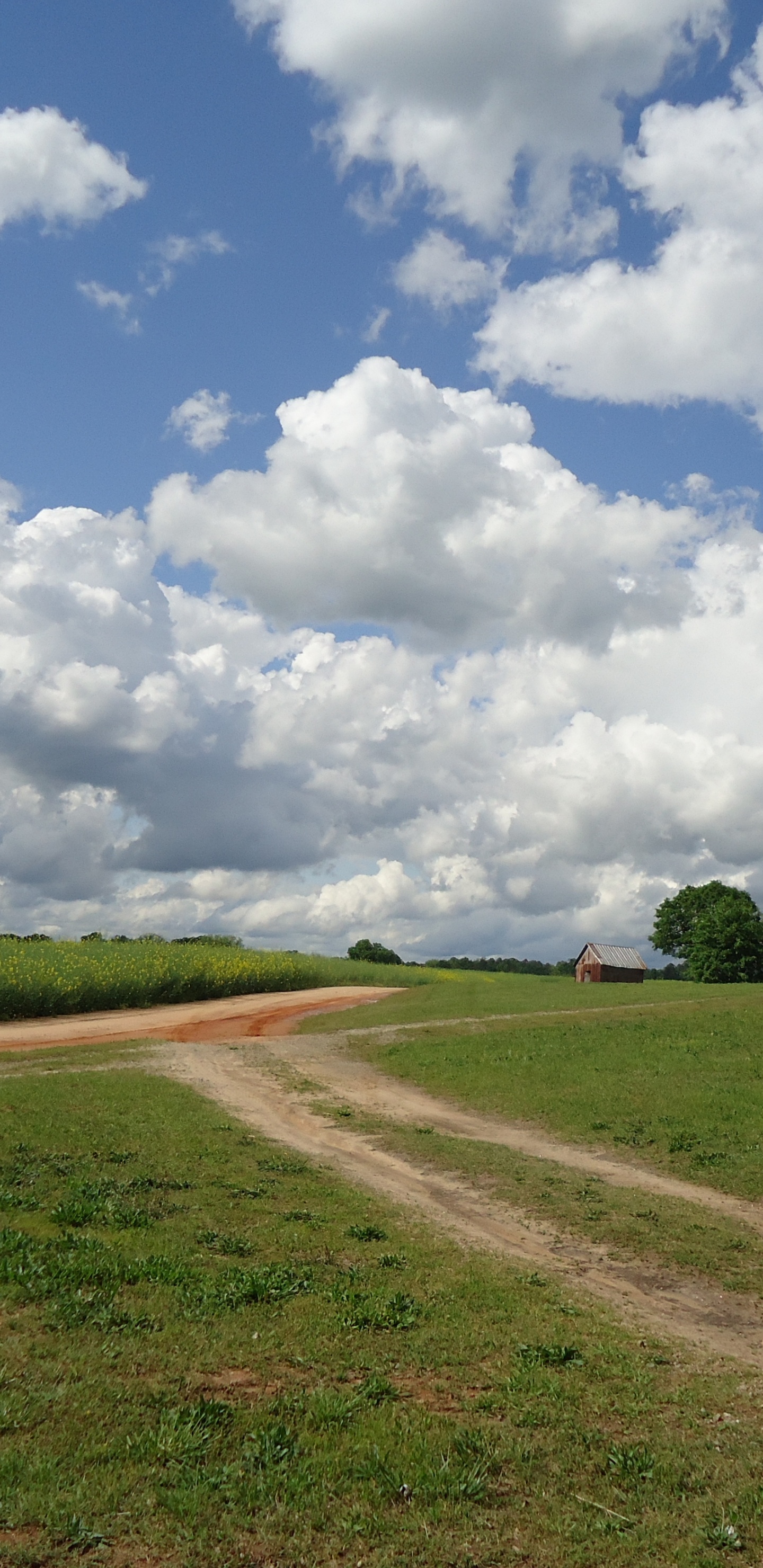 Campo de Hierba Verde Bajo Las Nubes Blancas y el Cielo Azul Durante el Día. Wallpaper in 1440x2960 Resolution
