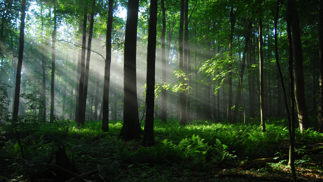 Arbres Verts Sur la Forêt Pendant la Journée. Wallpaper in 1366x768 Resolution