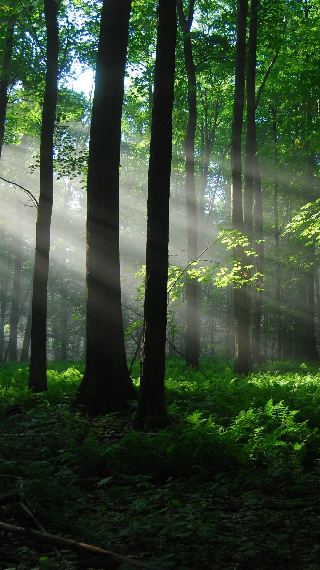Green Trees on Forest During Daytime. Wallpaper in 1080x1920 Resolution