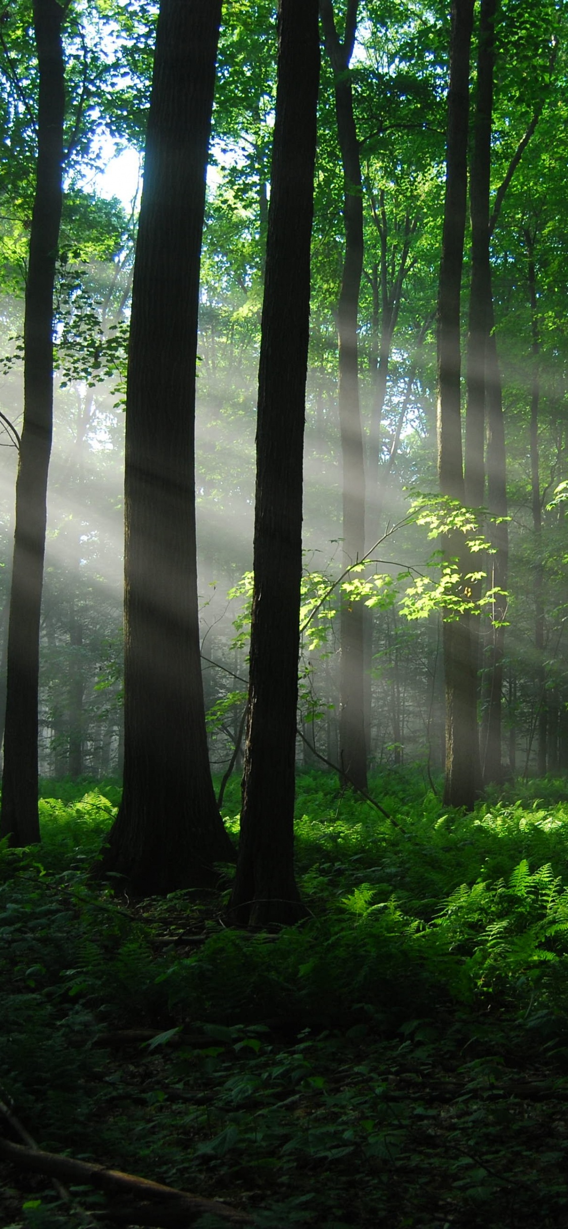 Green Trees on Forest During Daytime. Wallpaper in 1125x2436 Resolution