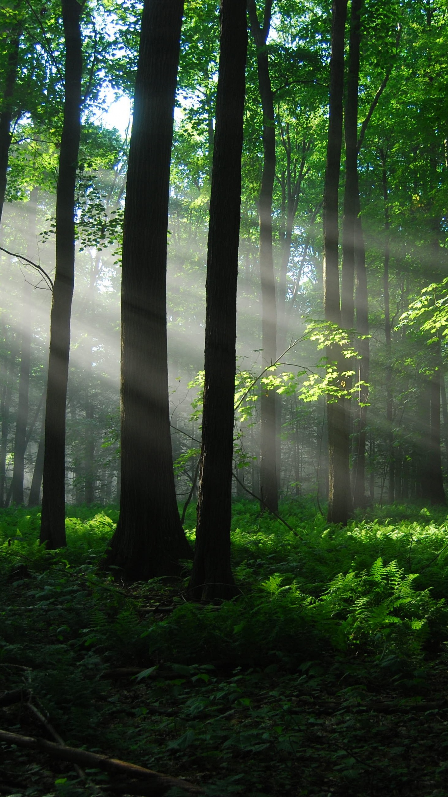 Green Trees on Forest During Daytime. Wallpaper in 1440x2560 Resolution