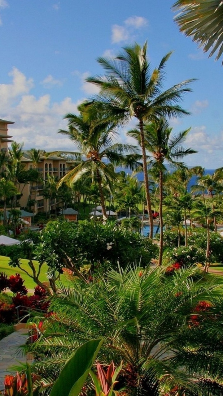 Green Palm Trees Near Brown Concrete Building During Daytime. Wallpaper in 720x1280 Resolution