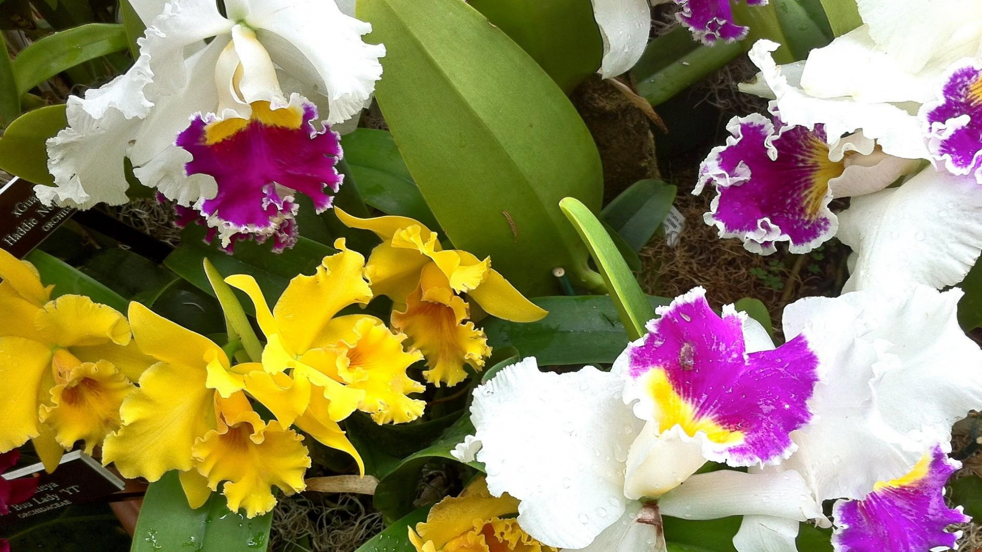 Yellow White and Pink Flowers. Wallpaper in 1920x1080 Resolution