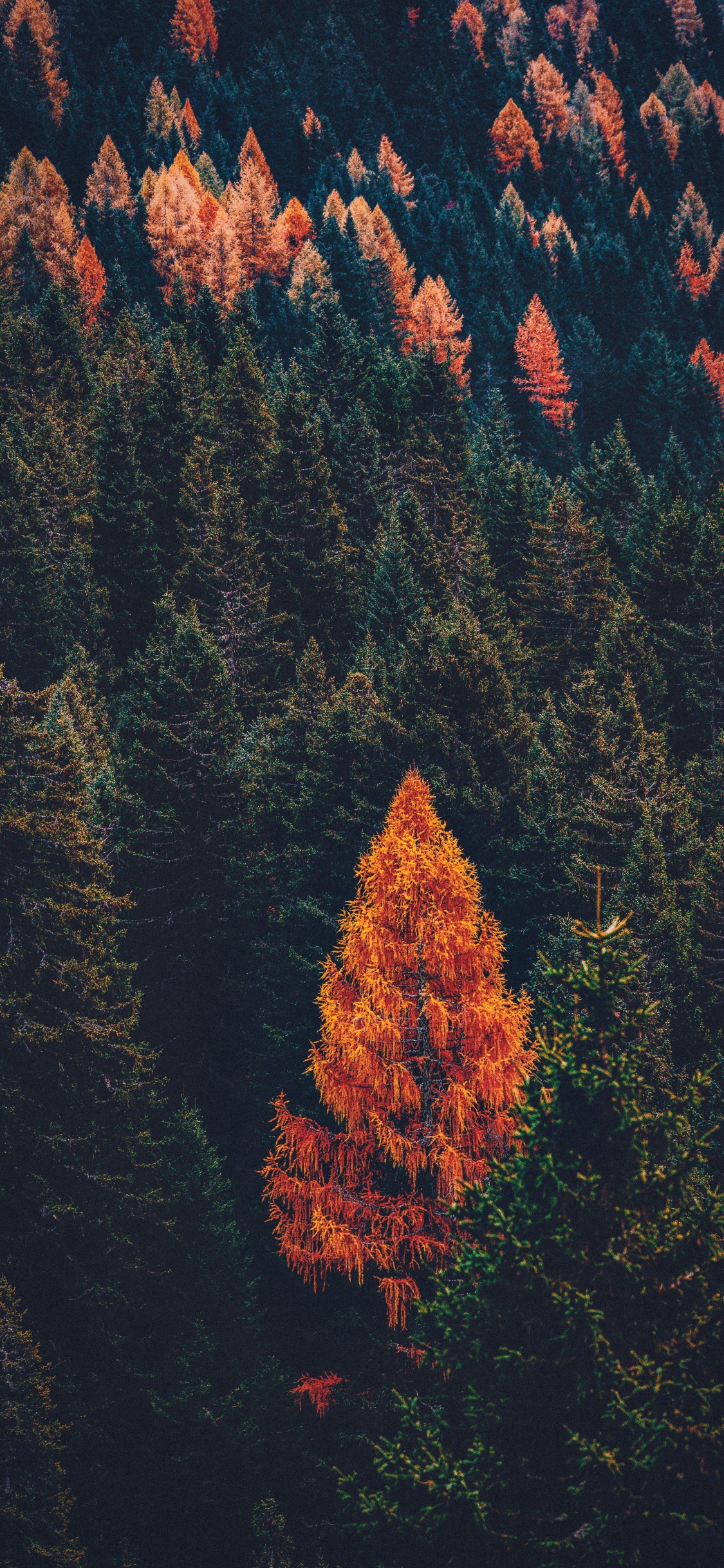 Tree, Conifers, Forest, Leaf, Red. Wallpaper in 1125x2436 Resolution