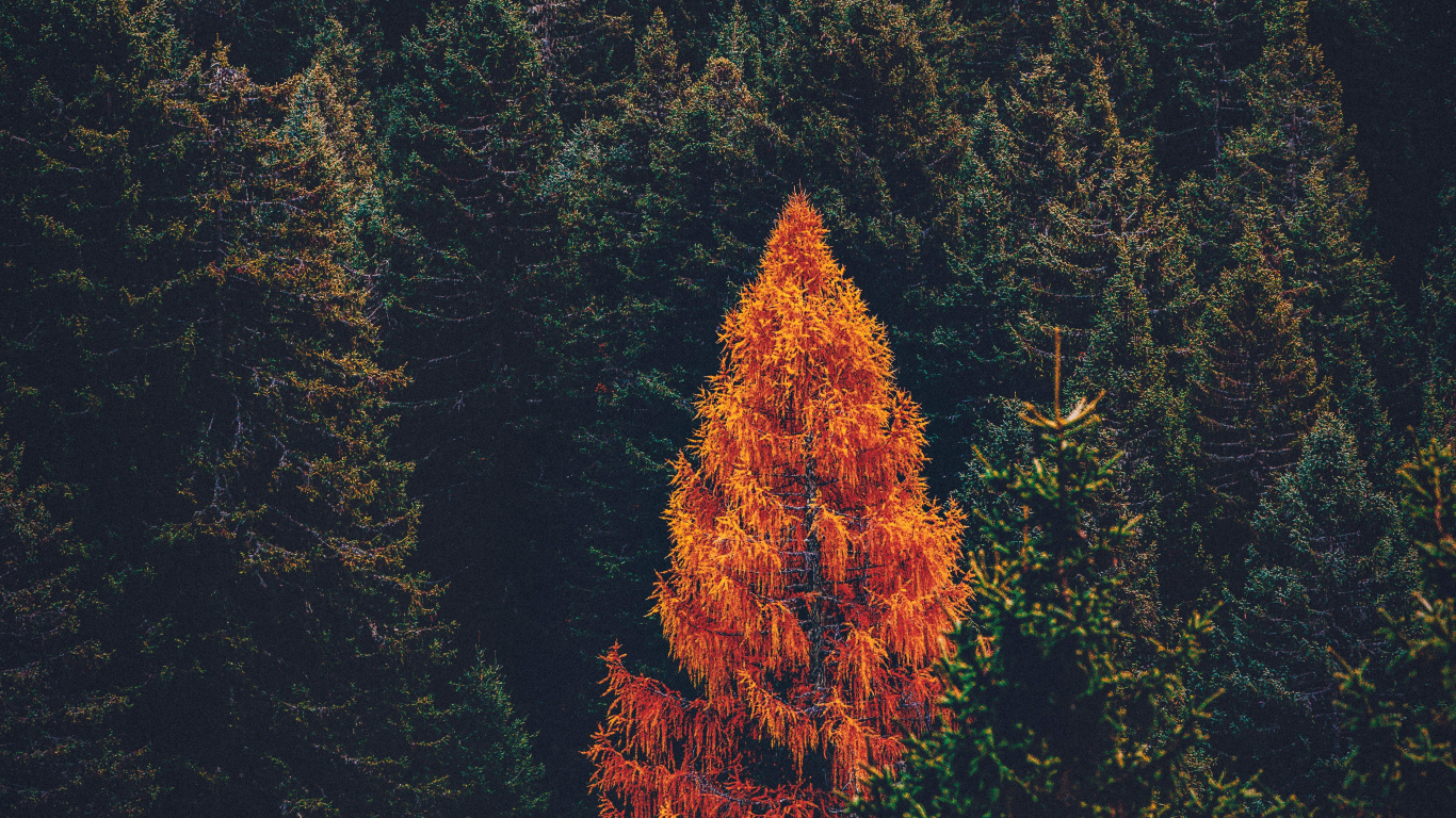 Tree, Conifers, Forest, Leaf, Red. Wallpaper in 1366x768 Resolution