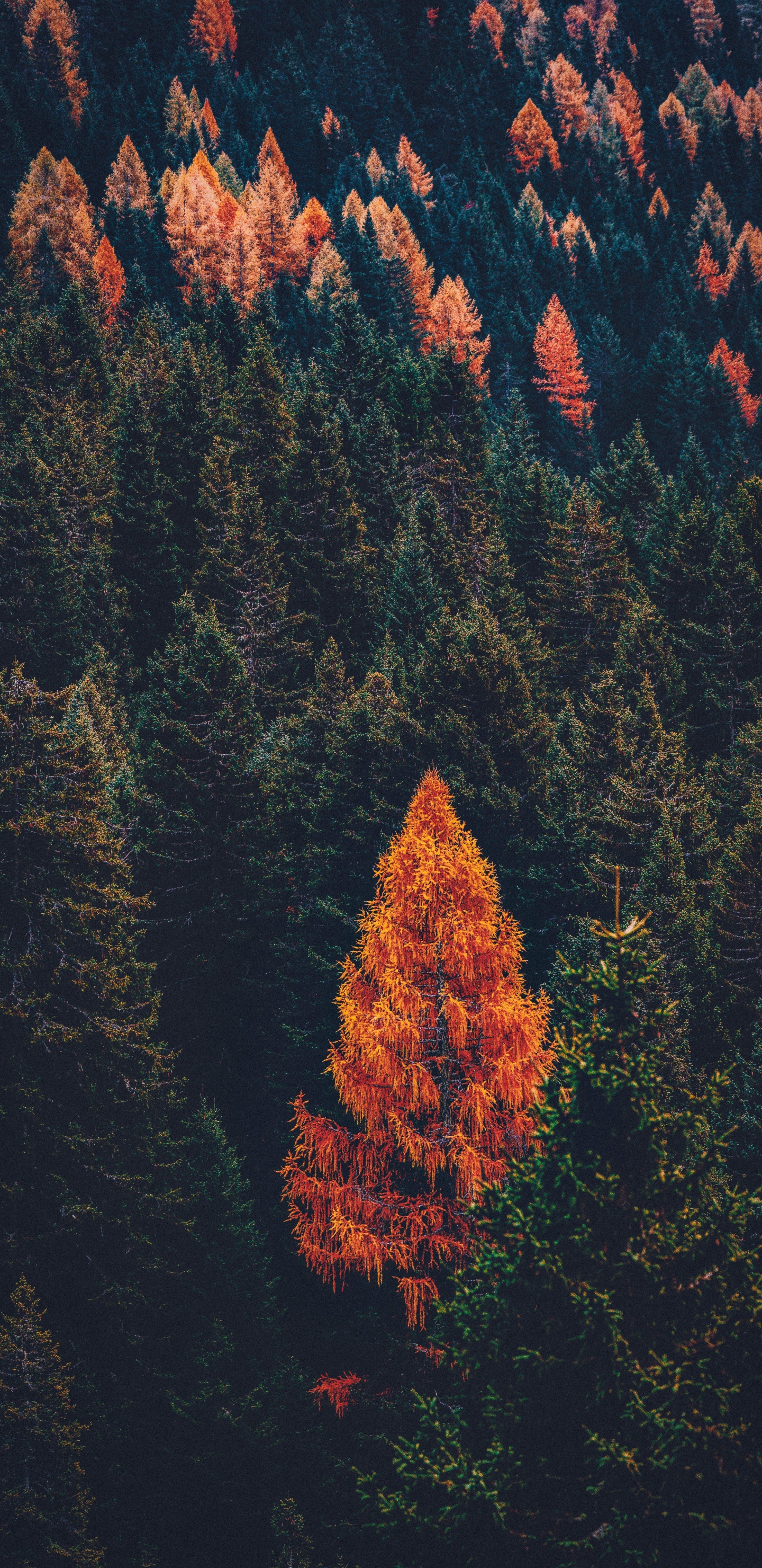 Tree, Conifers, Forest, Leaf, Red. Wallpaper in 1440x2960 Resolution
