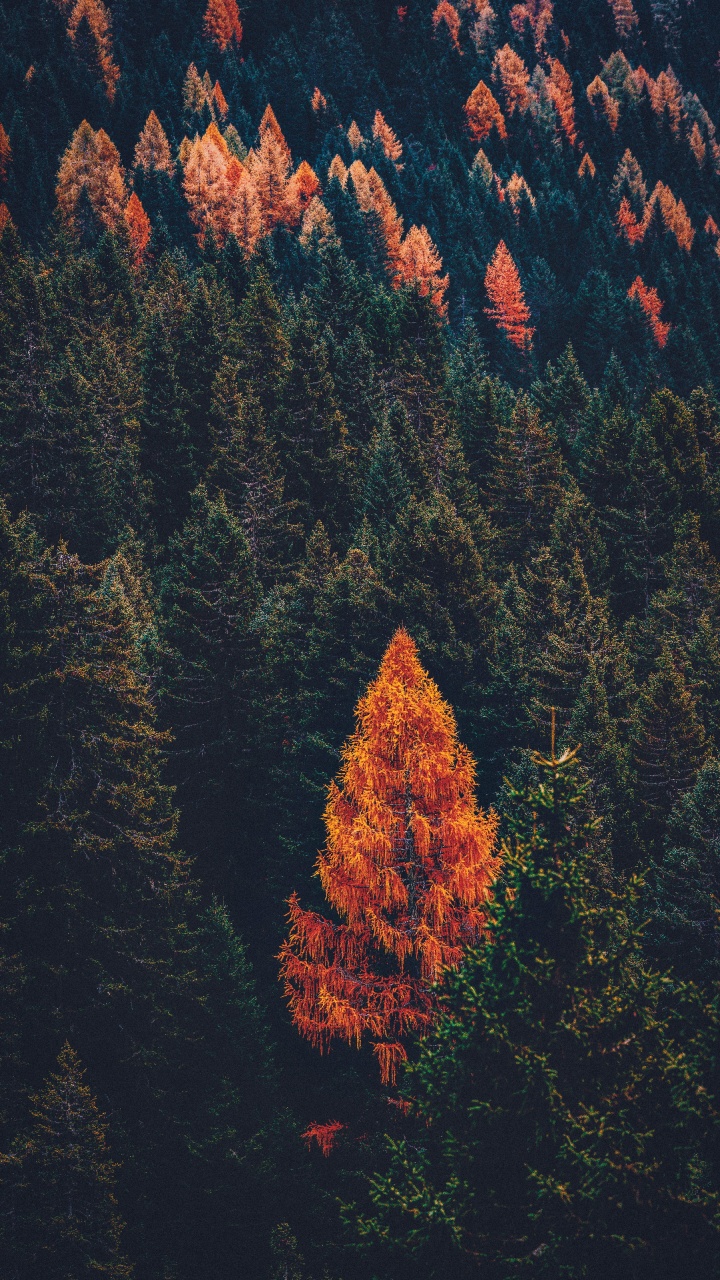 Tree, Conifers, Forest, Leaf, Red. Wallpaper in 720x1280 Resolution