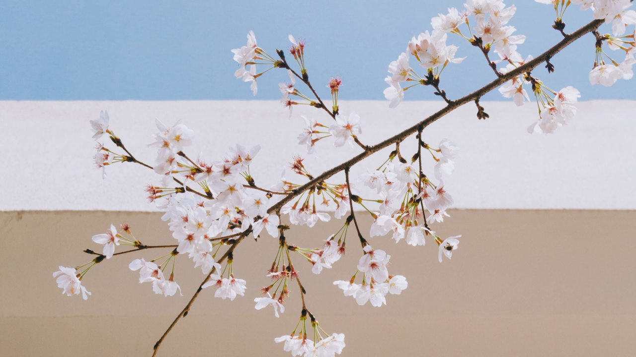 弹簧, 樱花, 开花, 树枝, 植物干 壁纸 1280x720 允许