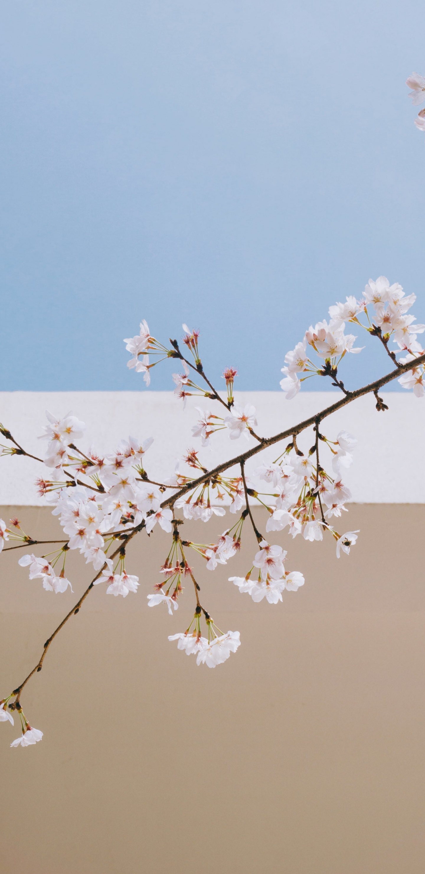 弹簧, 樱花, 开花, 树枝, 植物干 壁纸 1440x2960 允许
