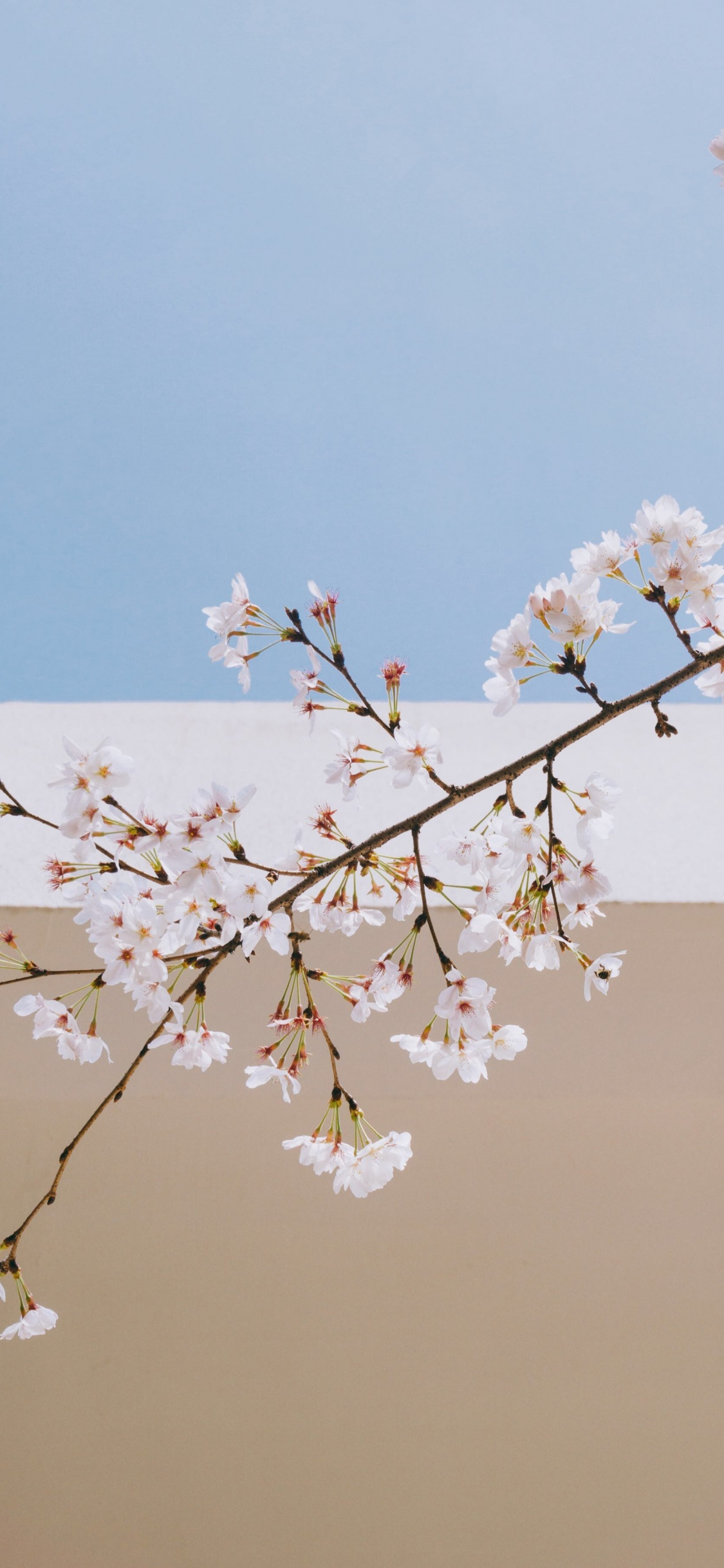 White Cherry Blossom in Bloom During Daytime. Wallpaper in 1125x2436 Resolution