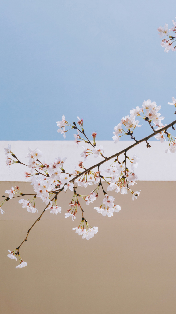 White Cherry Blossom in Bloom During Daytime. Wallpaper in 750x1334 Resolution